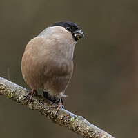 Buy canvas prints of Female bullfinch in the rain by Jonathan Thirkell