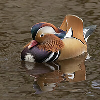 Buy canvas prints of Male Mandarin Duck by Jonathan Thirkell