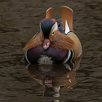 Buy canvas prints of Male mandarin duck incoming by Jonathan Thirkell