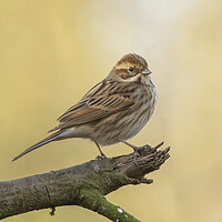 Buy canvas prints of Reed Bunting in morning light by Jonathan Thirkell
