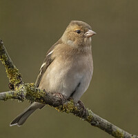 Buy canvas prints of Female Chaffinch by Jonathan Thirkell
