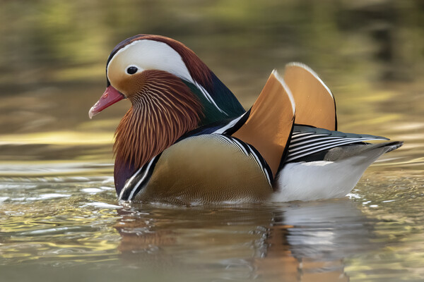 Male Mandarin Duck Picture Board by Jonathan Thirkell