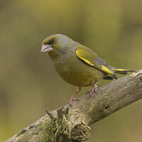Buy canvas prints of Greenfinch perching by Jonathan Thirkell