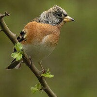 Buy canvas prints of Brambling side portrait by Jonathan Thirkell