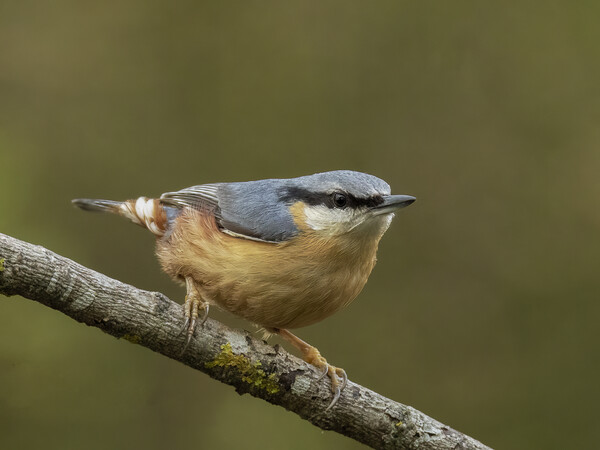 Perching Nuthatch Picture Board by Jonathan Thirkell