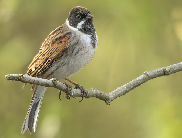 Male Reed Bunting Emberiza schoeniclus Picture Board by Jonathan Thirkell