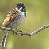 Buy canvas prints of Male Reed Bunting Emberiza schoeniclus by Jonathan Thirkell