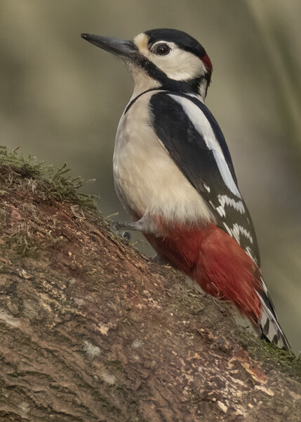 Great Spotted Woodpecker Picture Board by Jonathan Thirkell