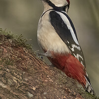 Buy canvas prints of Great Spotted Woodpecker by Jonathan Thirkell