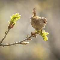 Buy canvas prints of Singing Wren by Jonathan Thirkell