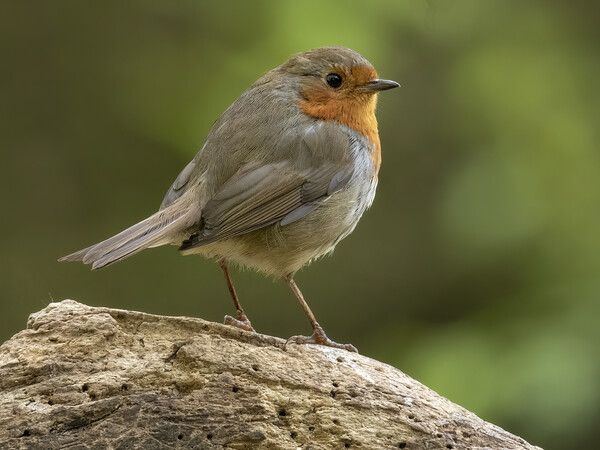 Robin red breast Picture Board by Jonathan Thirkell