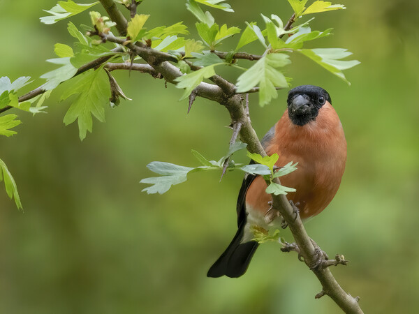 Male Bullfinch Perching Picture Board by Jonathan Thirkell
