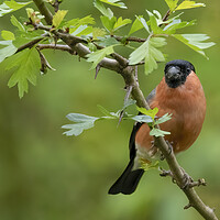 Buy canvas prints of Male Bullfinch Perching by Jonathan Thirkell