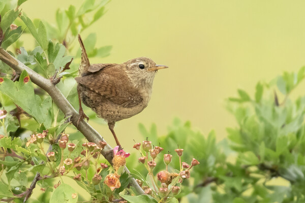 Wren Perching Picture Board by Jonathan Thirkell