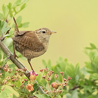Buy canvas prints of Wren Perching by Jonathan Thirkell