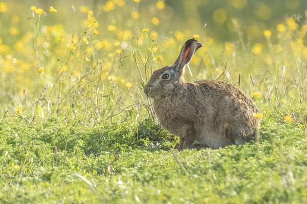 Wild hare in gorgeous morning light. Picture Board by Jonathan Thirkell