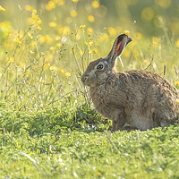 Buy canvas prints of Wild hare in gorgeous morning light. by Jonathan Thirkell