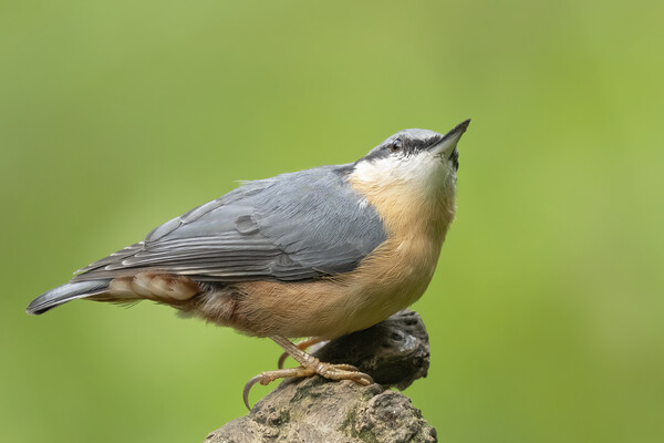 Nuthatch looking up Picture Board by Jonathan Thirkell