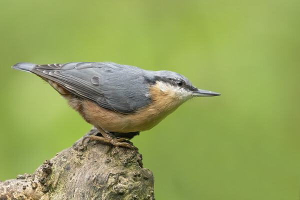 Posing Nuthatch Picture Board by Jonathan Thirkell