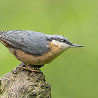 Buy canvas prints of Posing Nuthatch by Jonathan Thirkell