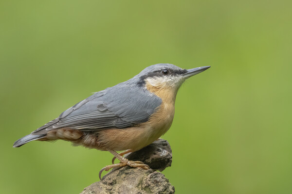 Nuthatch sideview Picture Board by Jonathan Thirkell