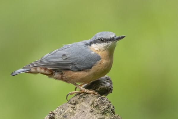 Perched Nuthatch Picture Board by Jonathan Thirkell