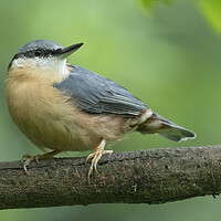 Buy canvas prints of Posing Nuthatch by Jonathan Thirkell