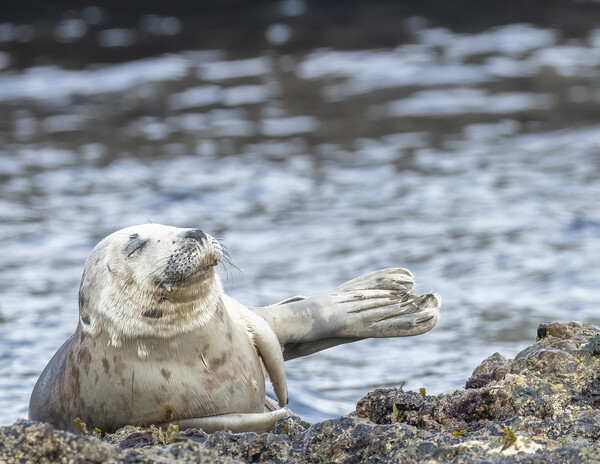 Grey Seal Relaxing Picture Board by Jonathan Thirkell