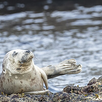 Buy canvas prints of Grey Seal Relaxing by Jonathan Thirkell