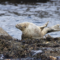 Buy canvas prints of A seal on the rocks at St Ives Cornwall by Jonathan Thirkell