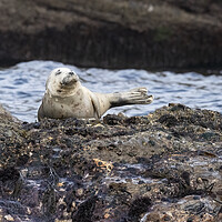 Buy canvas prints of Grey Seal resting by Jonathan Thirkell