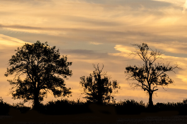 Cotswold Trees At Sunrise Picture Board by Jonathan Thirkell