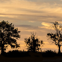 Buy canvas prints of Cotswold Trees At Sunrise by Jonathan Thirkell