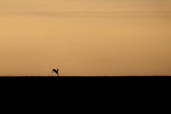 Deer into the sunrise in the Cotswolds  Picture Board by Jonathan Thirkell
