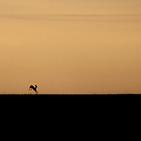 Buy canvas prints of Deer into the sunrise in the Cotswolds  by Jonathan Thirkell