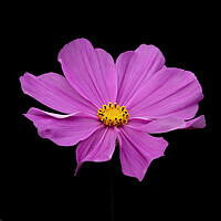 Buy canvas prints of Pink Garden Cosmos Flower by Jonathan Thirkell