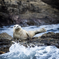 Buy canvas prints of Grey Seal off the coast of St Ives Corneall by Jonathan Thirkell
