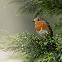 Buy canvas prints of European Robin Red Breast Avoiding the Mist by Jonathan Thirkell