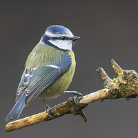 Buy canvas prints of Perching blue tit by Jonathan Thirkell