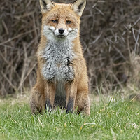Buy canvas prints of Male fox sitting by Jonathan Thirkell