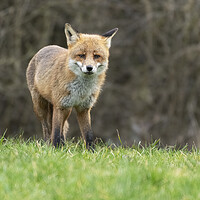 Buy canvas prints of Male fox on the look out by Jonathan Thirkell