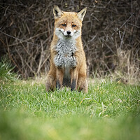 Buy canvas prints of Beautiful male fox by Jonathan Thirkell