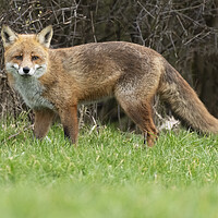 Buy canvas prints of Male Fox in the grass by Jonathan Thirkell