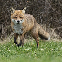 Buy canvas prints of Hunting male fox by Jonathan Thirkell