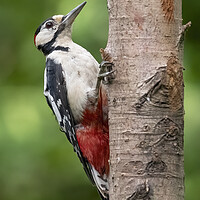Buy canvas prints of Great Spotted Woodpecker posing by Jonathan Thirkell