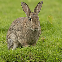 Buy canvas prints of Wild Rabbit Resting by Jonathan Thirkell