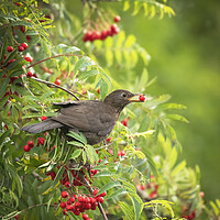Buy canvas prints of Female Blackbird feeding on wild berries by Jonathan Thirkell