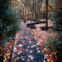 Buy canvas prints of Moses Gate Country Park Woodland Walk by Jonathan Thirkell