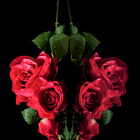Buy canvas prints of Love of roses  by Jonathan Thirkell