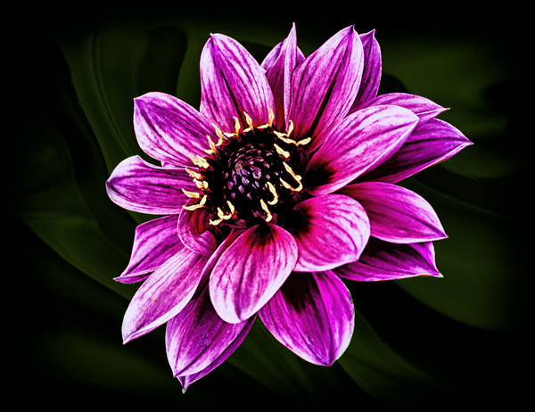 Dahlia Fascination Picture Board by Jonathan Thirkell